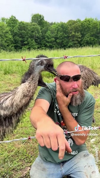 Hilarious Emu Moments That Will Make You Smile