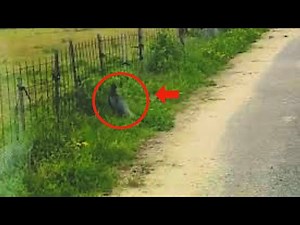 【希少映像】車で走行中 目の前を野生のキジがトコトコ道路横断ここ大阪ですが…