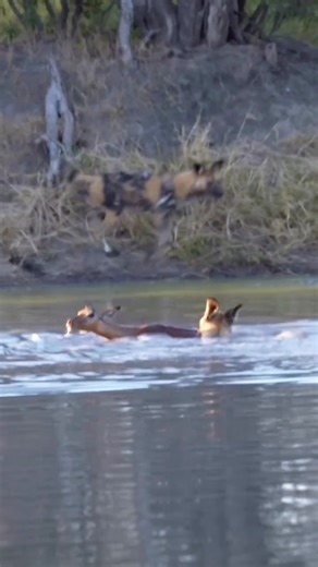 364 reactions | Jungle dog attack helpless animal deer 歷 #fypシ゚viralシfypシ゚ #viralvideoシ #fypシ゚viralシ #wildlife #fypシ #viralshorts #facebookviral #instagram | Äb Hâ M Îđ | Facebook