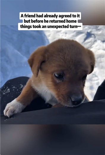 How a Puppy Changed My Life