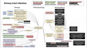 youtube.com/@MedLecturesMadeEasy - This is a mechanism of disease map for UTIs, covering the etiology, pathophysiology, and manifestations. ADDITIONAL TAGS: Infection ascends to kidneys → pyelonephritis Fever Fatigue/malaise CVA tenderness Flank pain Nausea and vomiting Congenital malformations Enterobacter species Risk factors / SDOH Cell / tissue damage Structural factors Urinary tract infection Medicine / nosocomial Infectious / microbial Biochem / molecular bio Immunology / inflammation Sign
