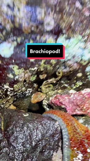 Exploring Living Brachiopods in the Salish Sea