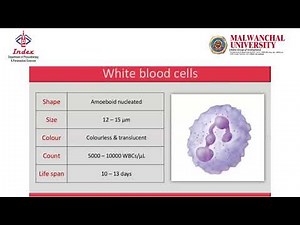Hematology Explained: What’s Inside Your Blood & Why It Matters!