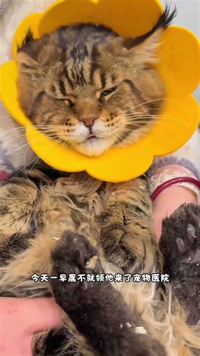 医生说因为初期可能是别的猫给用指甲戳了一个点点，所以一直找不到疮口，后来发炎了，所以才会有脓，这不会真被截肢吧……