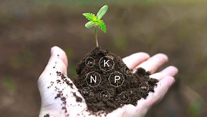 Best Feeding Schedule for Autoflowering Plants