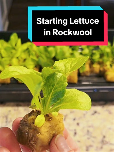Rockwool vs Soil: The Seed Starting Experiment Update