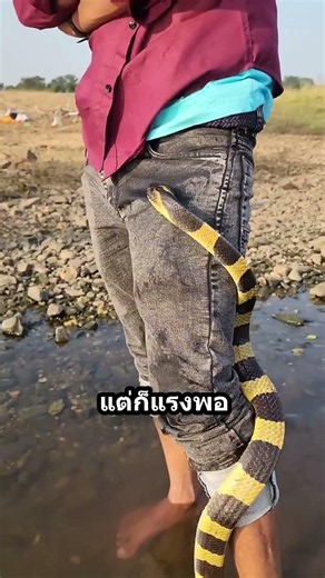 งูขี้เซา... กลางคืนพร้อมล่า! #สัตว์ #animals #カピバラさん
