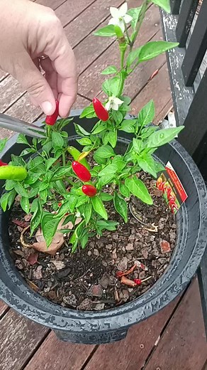 picking the chilli's for lotus chicken #traditional #chinesefood #fyp