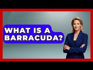 What Is A Barracuda? - The Marine Life Explorer