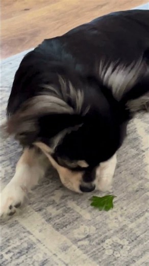 Zeus Meets Parsley for the First Time 🌿🐾