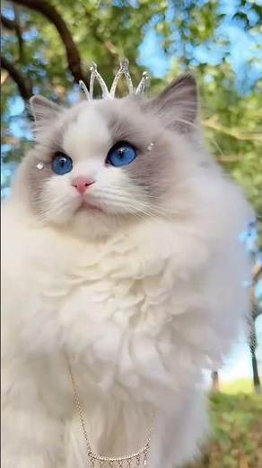 This Fluffy Cat With A Pink Bow Will Melt Your Heart