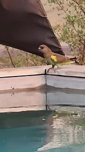 When a family of wild Meyer’s Parrots turn your pool into a tropical paradise! 🦜🎊💦 At #thehidesafaricamp, the beauty of nature never ceases to amaze us. These colorful feathered friends visit us often for a refreshing sip from our pool. It’s like having our very own pool party! Video credit: Dale Van Aarde #safarigetaway #africansafari | The Hide, Zimbabwe Safari Lodge