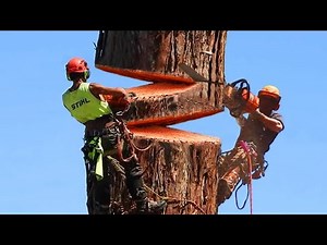 Fastest Big Chainsaw Cutting Tree Machines Skills, Incredible Tree Felling Climbing With Chainsaw