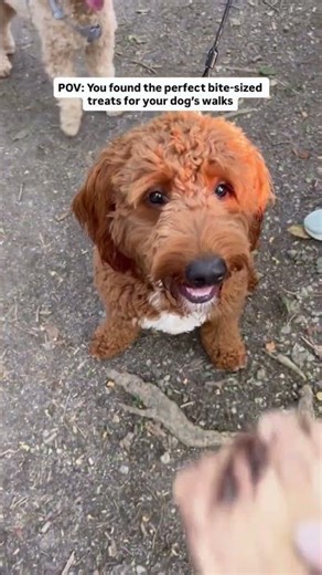 Bite-Sized Training Treats for Dog Walks | Brutus & Barnaby