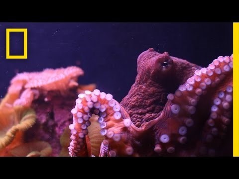 What is Octopus Ink Made of? | National Geographic