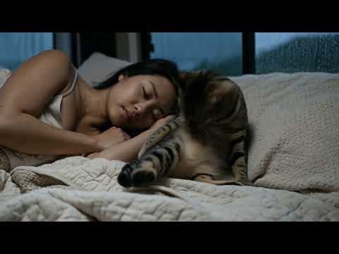 Rain & Ocean Waves for Sleep | Cozy Camper Van Ambience by the Sea