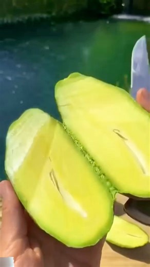 SEEDLESS AVOCADO, P650 per pot naka promo 3 for P1500! Nasa 2-3 years lang mag bunga! We ship nationwide. Message us to order! | Bing-Bong's Integrated Farm