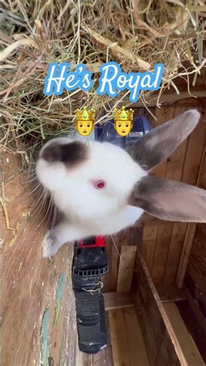 Dominant Buck. #rabbit