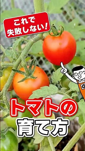 初心者でも簡単にトマトが大量収穫できる育て方を紹介します#家庭菜園 #shorts