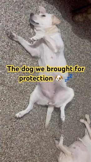 Brought him for protection… but bro chose nap & snoring 😂🐶💤 | Guard Dog Gone Wrong #sleepingdog