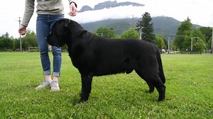 575 reactions · 153 shares | Join the AKC Virtual Top Dog Challenge right from your own home! | American Kennel Club | Facebook