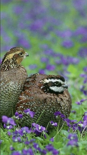 Northern Bobwhite Call Video: Bird Songs Eastern North America-Peaceful Sounds of Nature