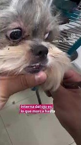 Hocico en estilo asiatico #shihtzu #shihtzus #groomingtips #groomingdog #perros