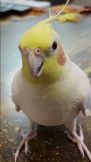 リズムに微反応するオカメインコ【たまちゃんねる】