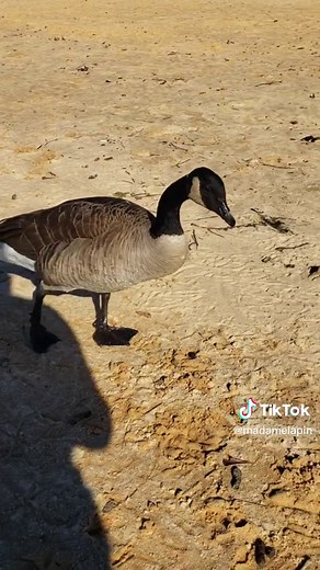 Acworth Beach: Discover Georgia's Hidden Gem