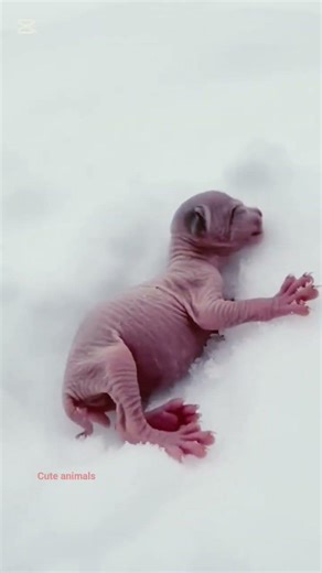 ​"A Miraculous Rescue in the Snow"cute