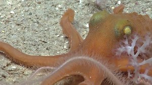 49K views · 1.3K reactions | Happy World Ocean Day! Here's hoping you never stop exploring and appreciating the wonders of our ocean. [We saw this very active Pacific fourhorn octopus (Pteroctopus hoylei) while exploring an unnamed seamount northwest of Holanikū (Kure Atoll) in April. For more from the expedition, visit: https://oceanexplorer.noaa.gov/okeanos/explorations/okeanos-beyond-the-blue/ex2503/welcome.html.] | NOAA Ocean Exploration | Facebook