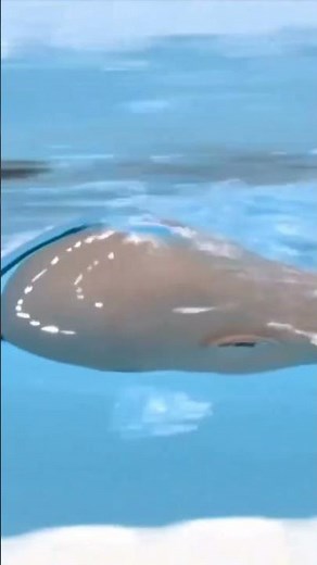 Chinese swimmer Guo Jincheng won 4 gold medals and 2 silver medals at the Paris Paralympic Games!