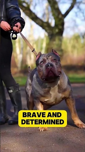 Pitbull vs Cane Corso Fight