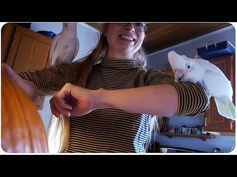 Cockatoo Bird Attacks Owner | Angry Birds