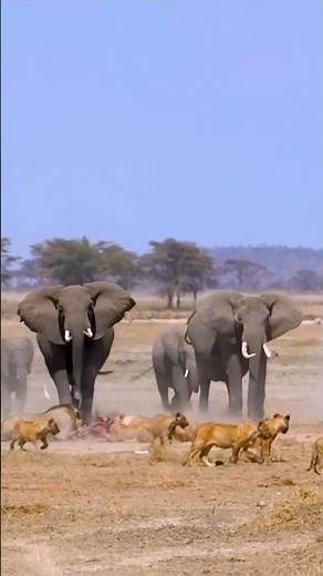 Epic Elephant Battles Against Deadly Predators