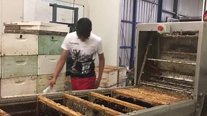 1.8K views · 39 reactions | Australian Bees on Reels | Facebook