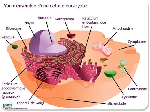 La cellule