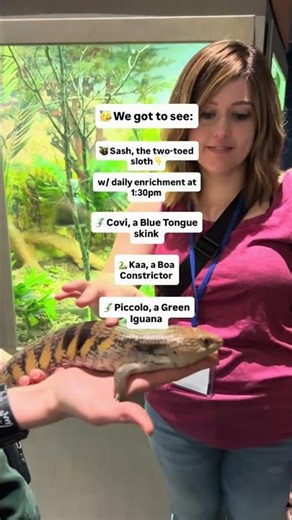 🦥 Two-toed sloth, snakes + more at McWane Science Center