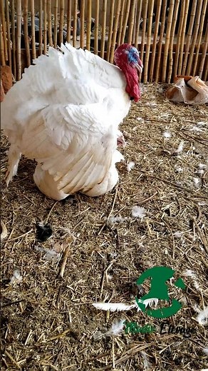 Comment se fait la reproduction chez les Dindons ?