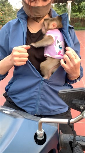 To avoid getting cold on the way, the two baby monkeys hid behind their mother's warm coat.