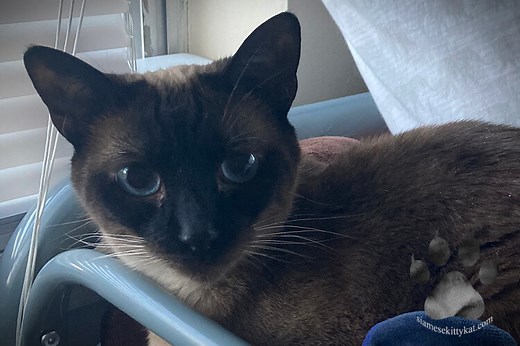 Chocolate Point Siamese Cat Guide: Care & Traits