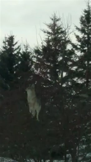 A fabulous video to put a smile on your face. Watch to learn how this creative coyote finds food. Fruit is a natural aspect of a coyote's diet all year round. As adaptive omnivores, they also eat nuts too! Credit | Copyright Video - Kathy Wilson Shared with permission. #coyotewatchcanada #wildlife #biodiversity #coyote #AnimalWelfare | Coyote Watch Canada