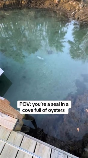 Sarah Nicole on Instagram: "The new farm hand is a slacker..meet Szechuan the seal the cutest seal on the river 🦭"