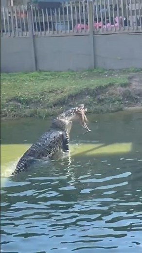 CROCS CATCHING Invasive Cold IGUANAS! #shorts