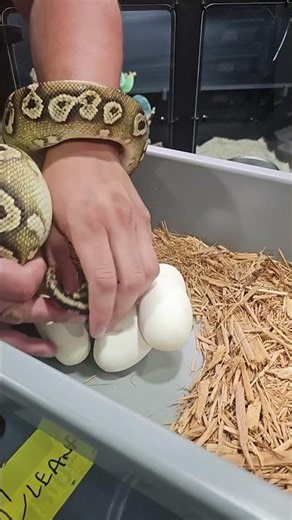 Pulling Ball Python Eggs 🐍