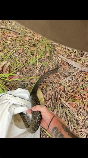 Diamond python relocation from a property at currarong in the shoalhaven 👍🐍 #southernhighlandssnakecatchers #southcoast #shoalhaven #SnakeRelocations #snakesofaustralia #snakeremoval #australia #RayBanMetaSmartGlasses #diamondpython | Southern highlands & south coast snake catchers