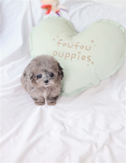 7.4K views · 264 reactions | Maltipoo madness: Where every day is a fluffy adventure!  Never seen before blue Merle mini Maltipoo  | Foufou's Teacup Puppies | Facebook