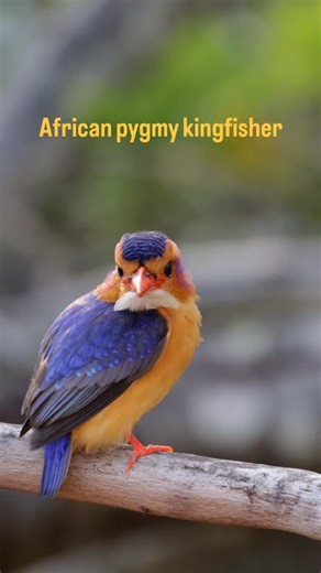 Twiga Travel Africa on Instagram: "What a beautiful bird! An african pygmy kingfisher. #twigatravelafrica #kingfishers #birdwatching #birdlife #animals"