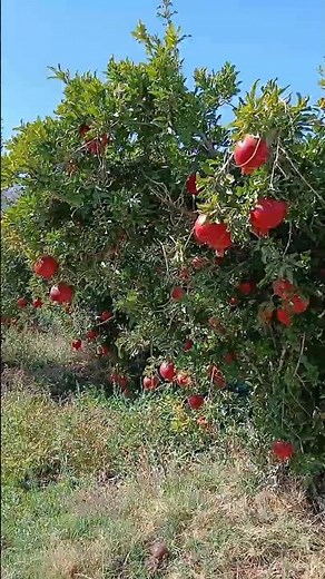 Beautiful pomegranate orchard in pomegranate harvesting, these pomegranates are so delicious.