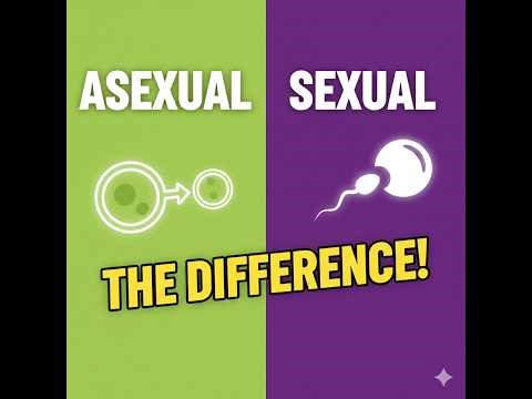 Sexual and Asexual Reproduction: Key Differences Explained